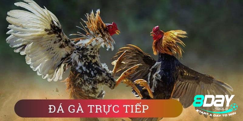 Các loại hình thức đá gà 8Day